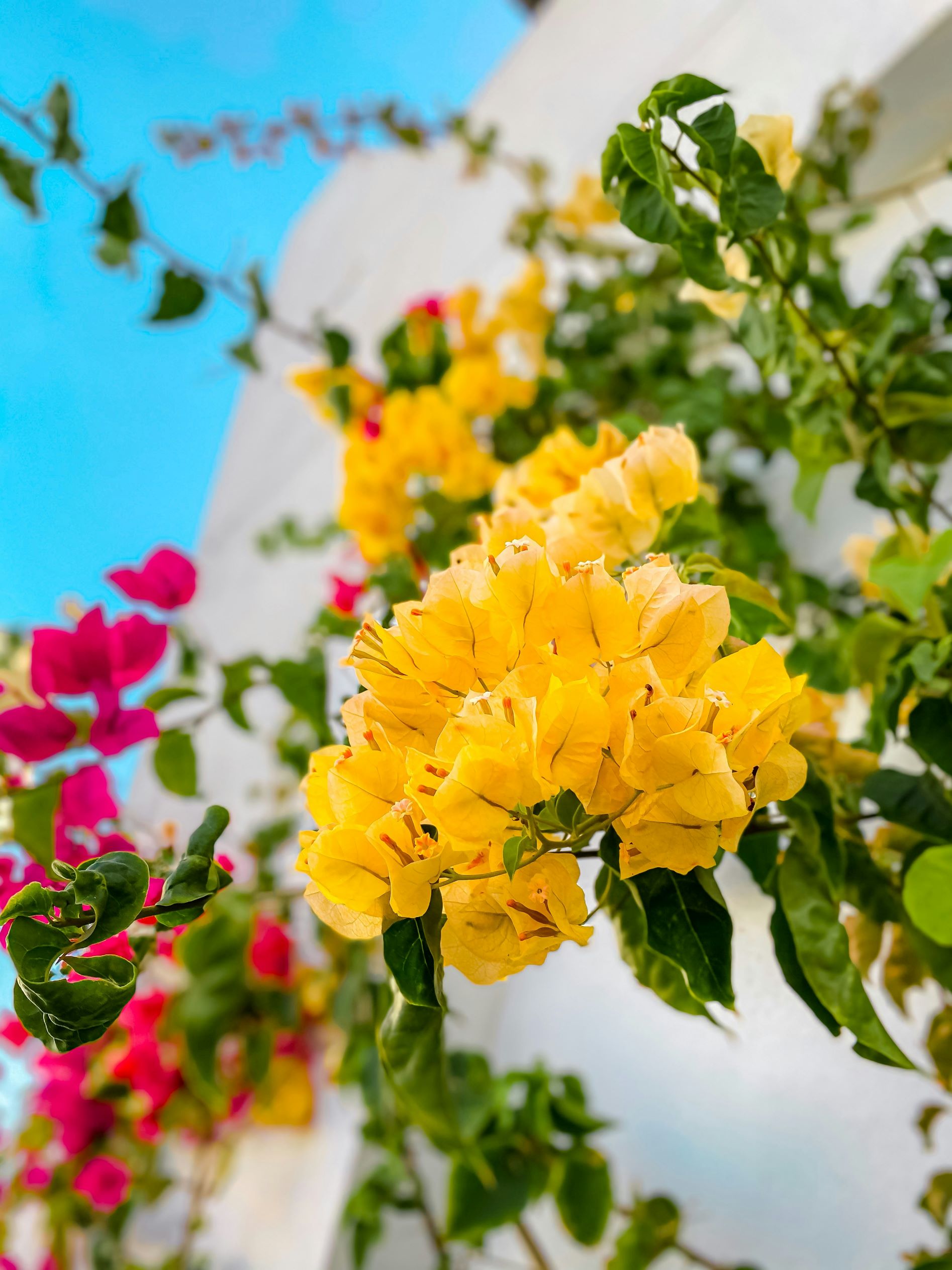 Venu Canwest Research Conf